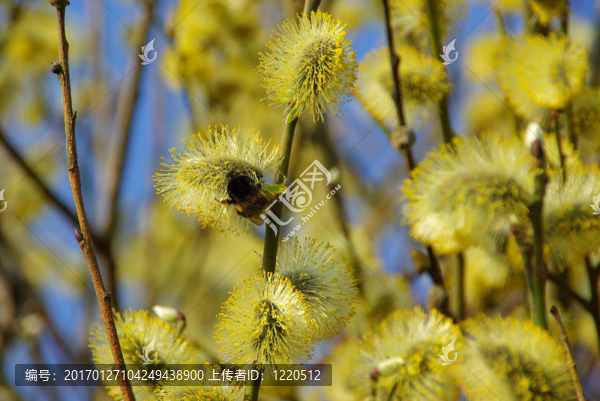 catkin,18