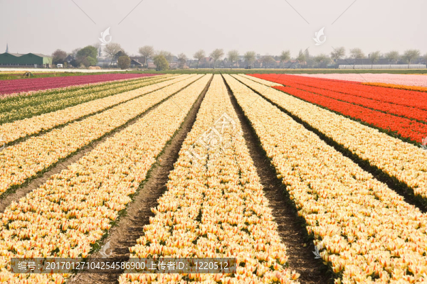香草和紅的顏色tulipfield