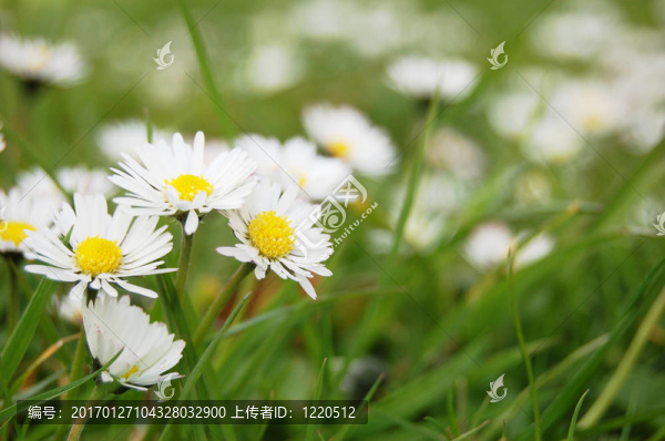 在草坪上美麗的雛菊