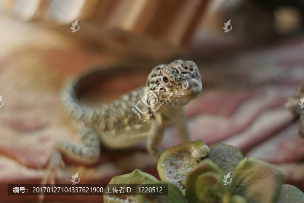 在一個玻璃容器的小蜥蜴