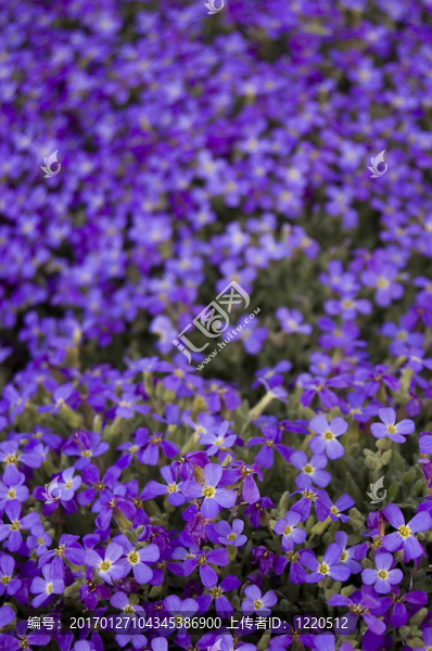 許多紫色的花朵
