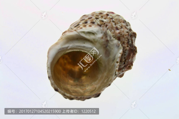 空殼