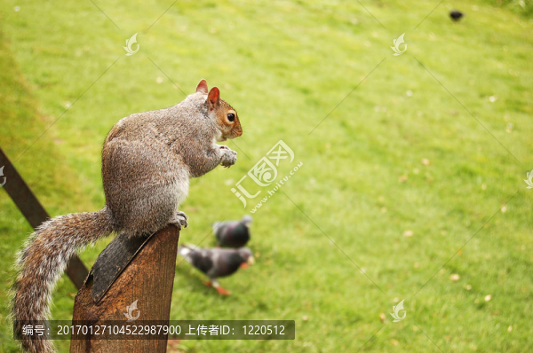 松鼠