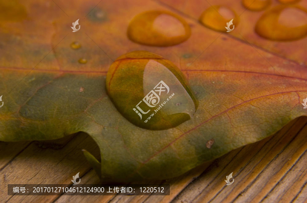 秋天葉上的水滴