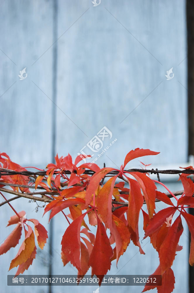 秋天的紅葉