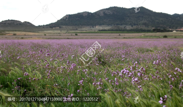 草地：草地和野花