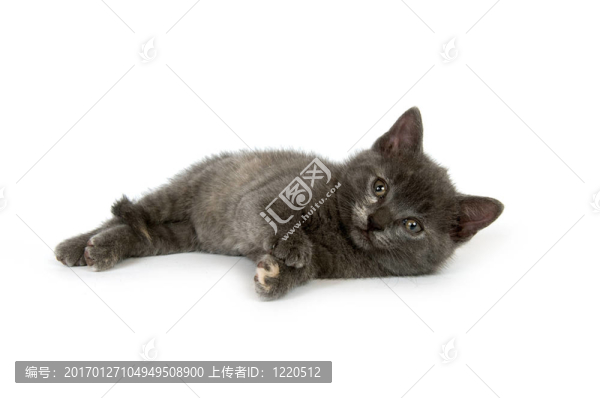 灰色的小貓休息