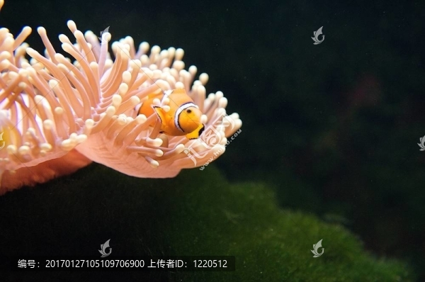 小丑魚和?？? title=