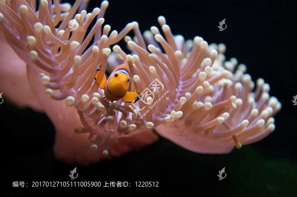 小丑魚和?？? title=