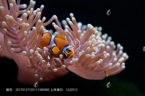 小丑魚和?？? title=
