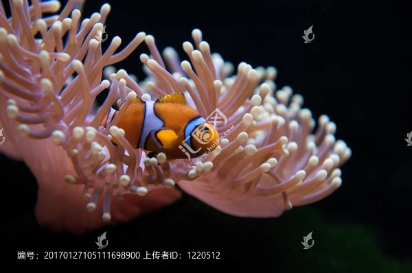 小丑魚和?？? title=