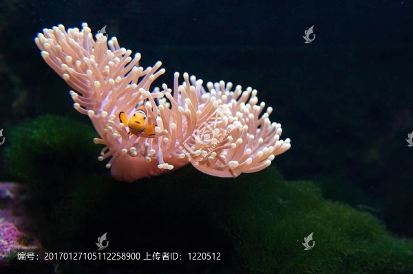 小丑魚和?？? title=