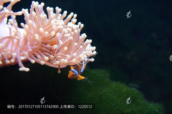 小丑魚和?？? title=
