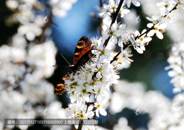 蝴蝶在白色的花。
