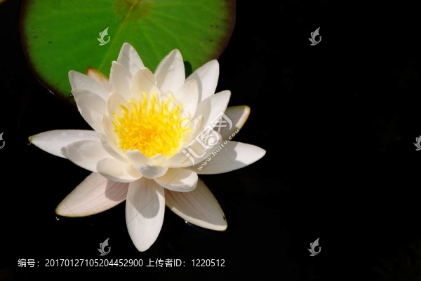 水百合
