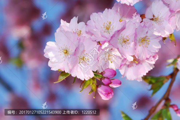 櫻花