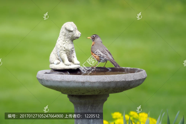 美洲知更鳥(niǎo)-匯圖網(wǎng) www.fosd68.com 美洲知更鳥(niǎo)