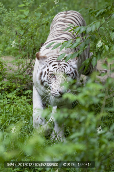 潛行的White,Tiger