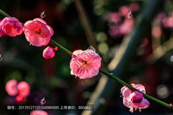 紅梅花盛開,梅花,枝條,自然