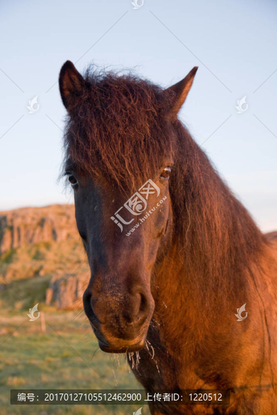 冰島馬-匯圖網(wǎng) www.fosd68.com 冰島馬