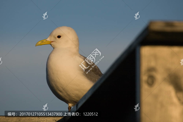 三趾鷗