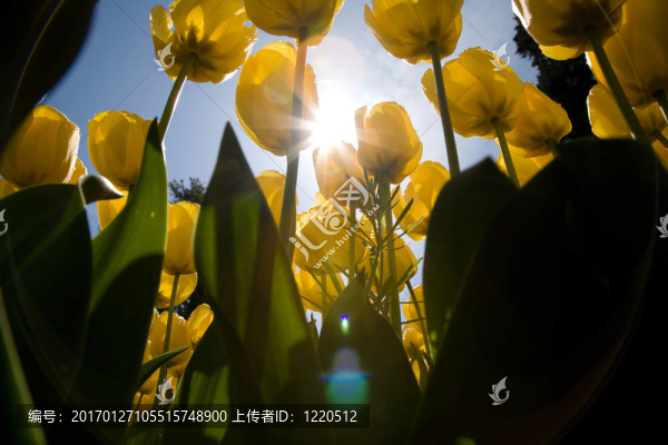 郁金香