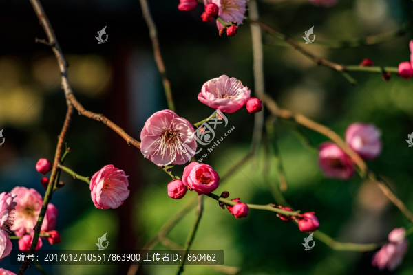 紅梅花盛開,梅花,枝條,自然