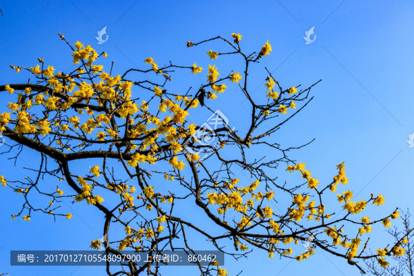 蠟梅臘梅,金梅花,臘梅花蠟梅花