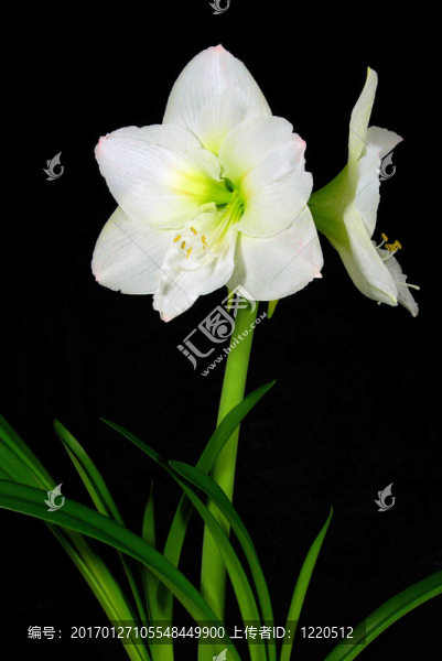 AAmaryllis對(duì)黑人