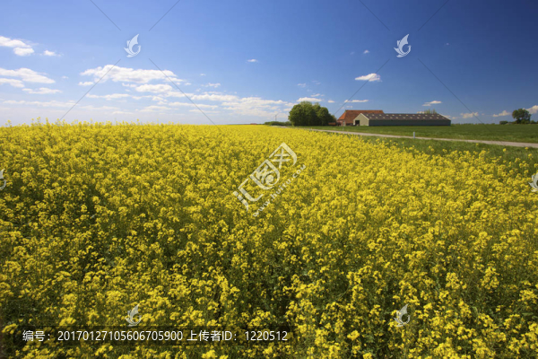 一片黃色的油菜田，夏天有一片藍(lán)天和農(nóng)場(chǎng)
