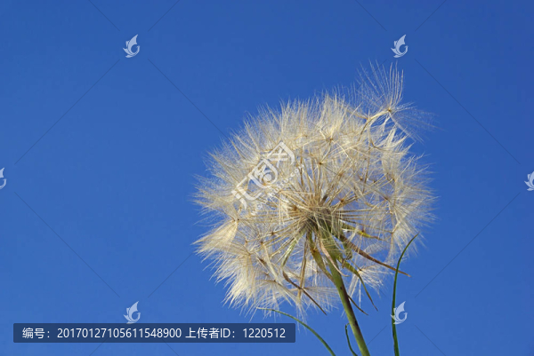 西方婆羅門參05