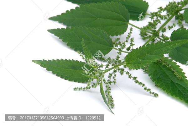 蕁麻09