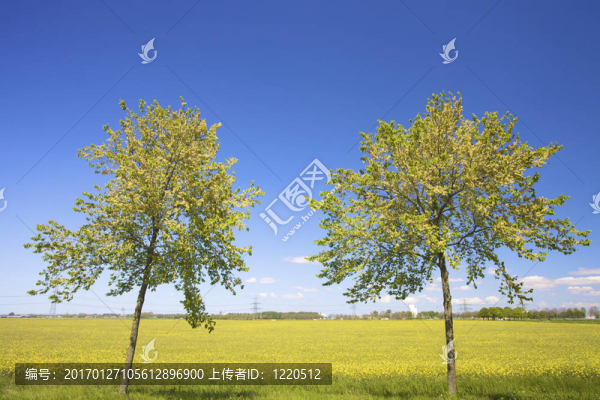 兩棵樹站在田間油菜鮮黃色，夏季前