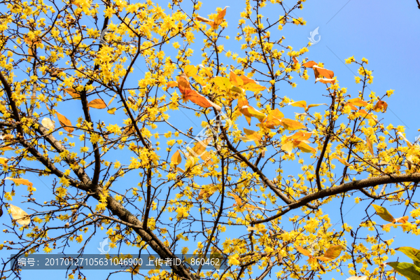 蠟梅臘梅,金梅花,臘梅花蠟梅花-匯圖網(wǎng) www.fosd68.com 蠟梅臘梅,金梅花,臘梅花蠟梅花