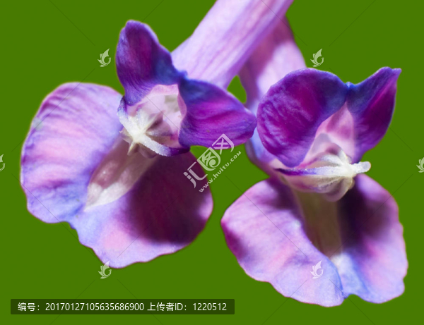 紫羅蘭花