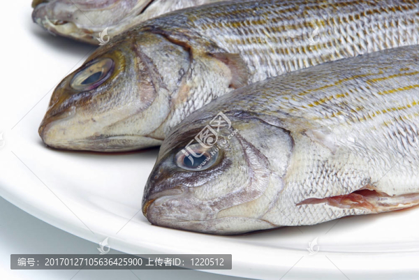 金頭鯛13