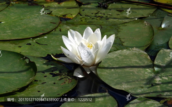 沃特利別墅在池塘里