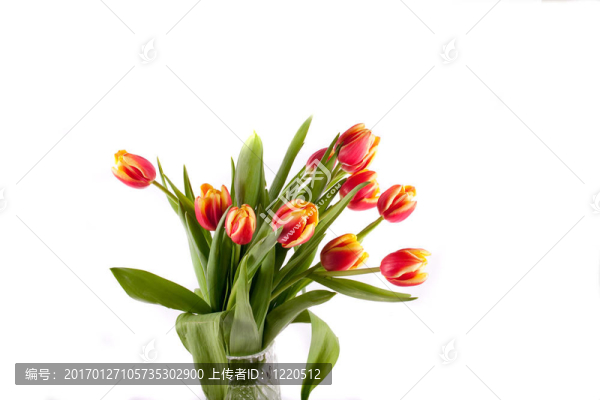 郁金香-匯圖網(wǎng) www.fosd68.com 郁金香