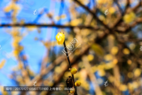 蠟梅臘梅,金梅花,臘梅花蠟梅花