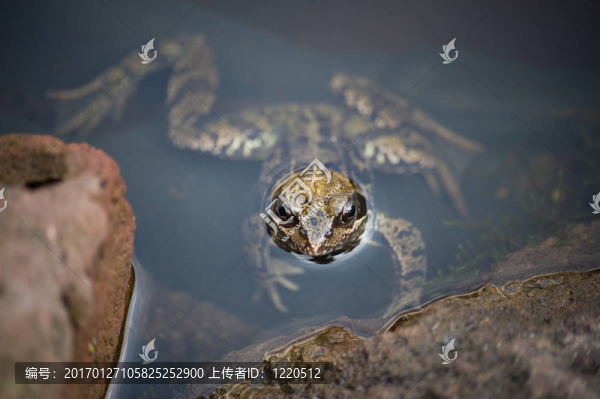 青蛙-匯圖網(wǎng) www.fosd68.com 青蛙