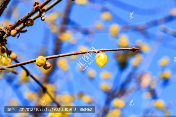蠟梅臘梅,臘梅花蠟梅花,黃梅花
