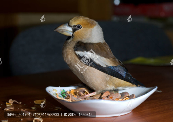 鳥錫嘴雀6
