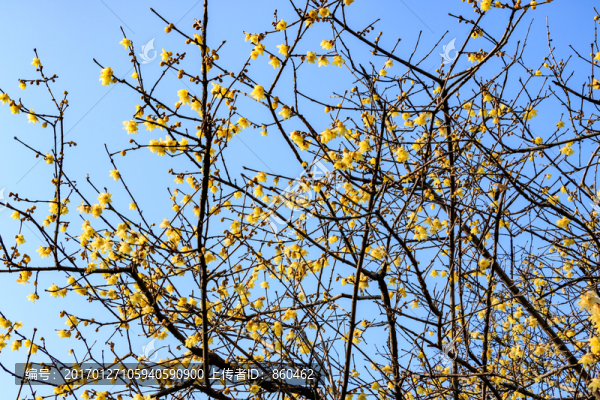 蠟梅臘梅,臘梅花蠟梅花,黃梅花