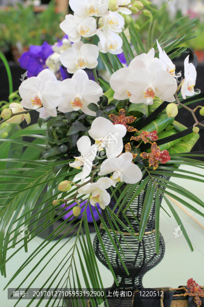 蘭花展示