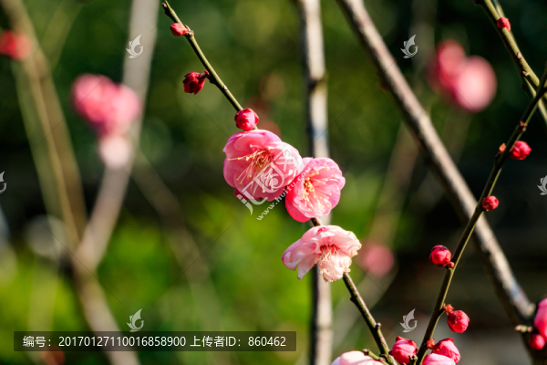 紅梅花