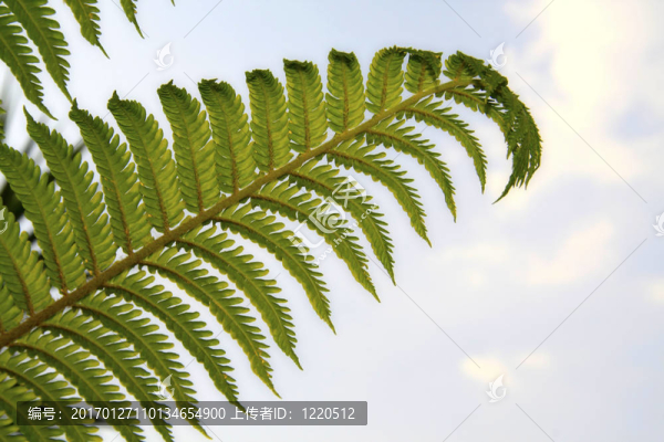Fern反對天空