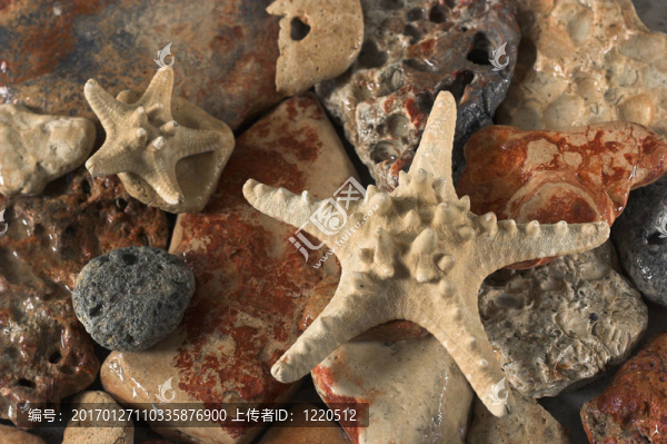 海星和巖石