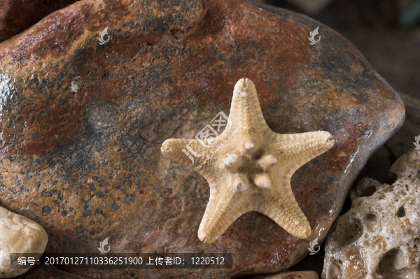 海星和巖石