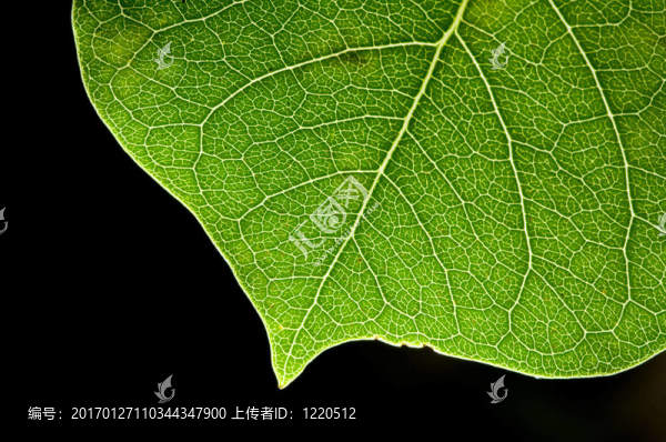 心葉型