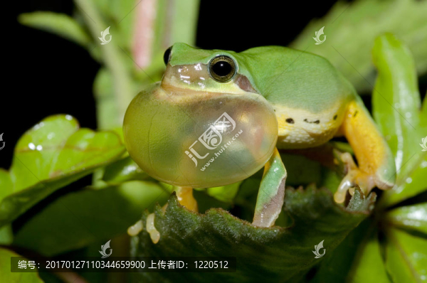 春季樹(shù)蛙的求愛(ài)
